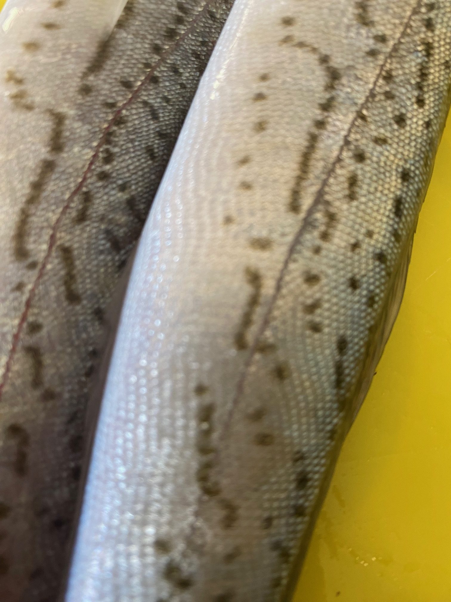 fish skin2