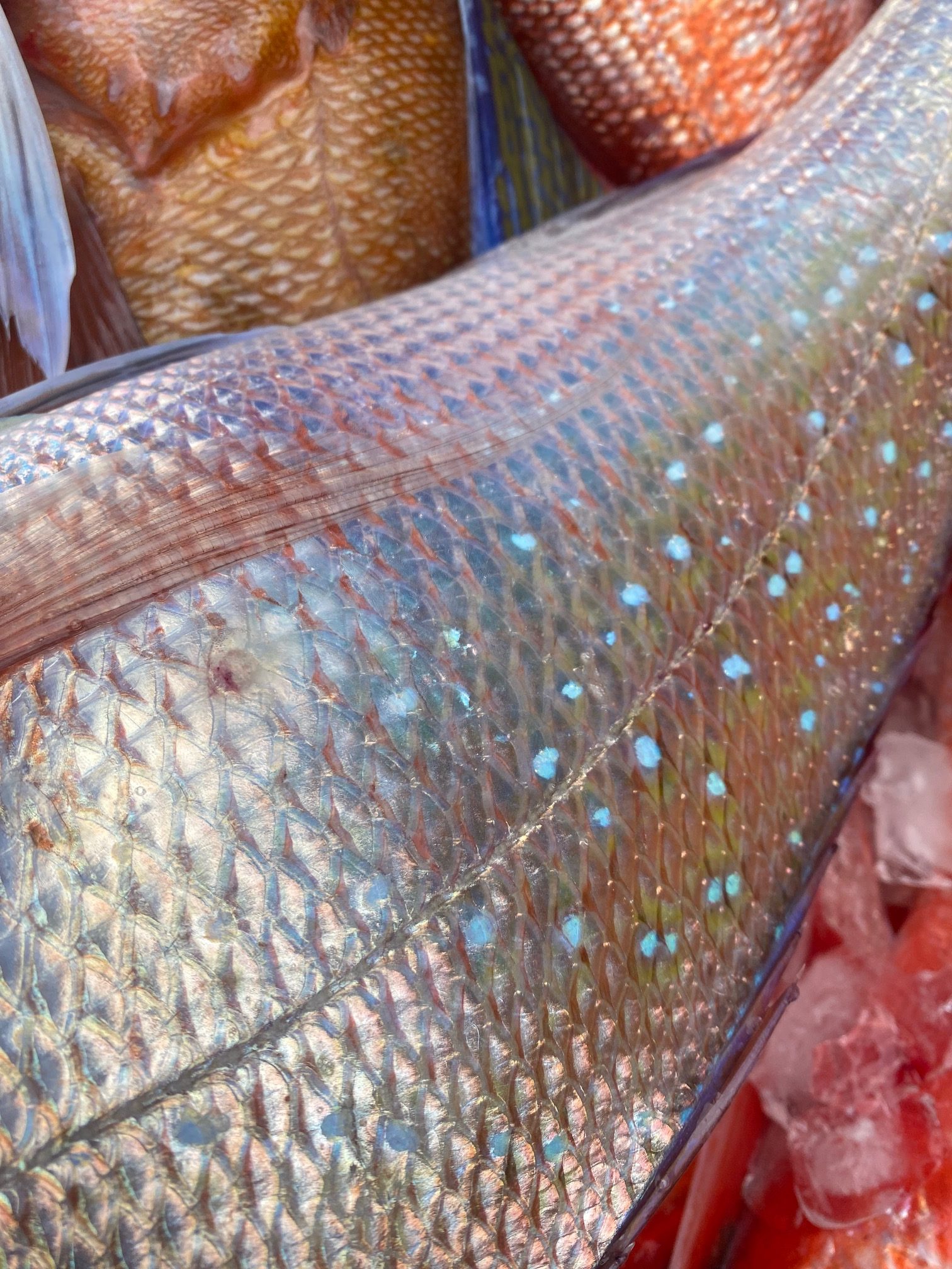fish skin4